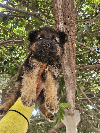 jarman sefad puppy