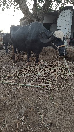 તીજુ વેતર વિયાસે