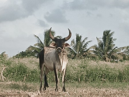 ગોંઢલા વેચવાના છે
