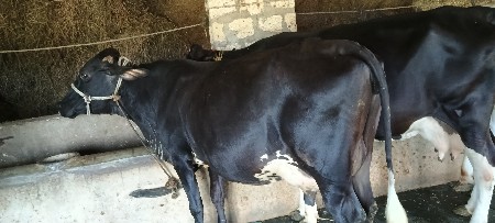 HFગાય વેચવાની છે