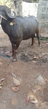 પાડો વેસવાનો છે