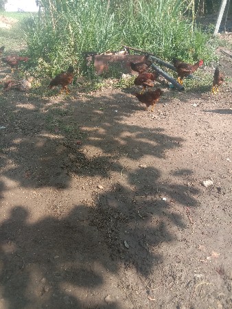 Desi murga desi murghi vechana6