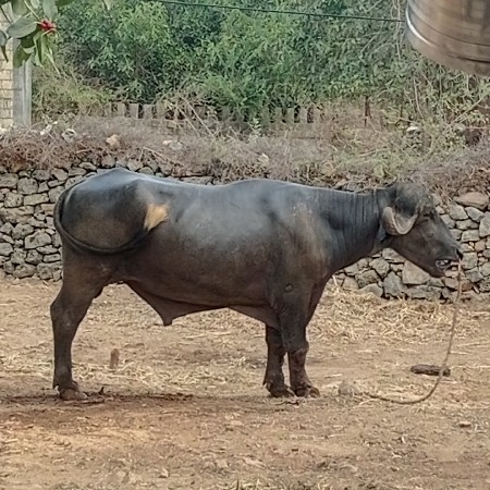 પાડો વેચવાનો છે