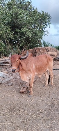 બળદ વેચવાનો છે