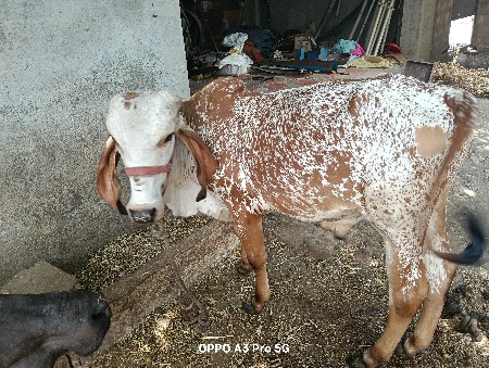 વશડો વેષવા નો શે