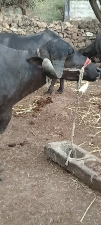 ભૅસ