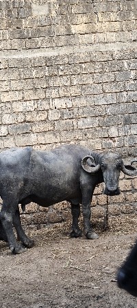 ભેસ વેસવા નીછે