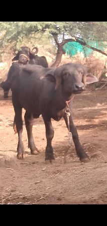 પાડો વેચવાનો છે