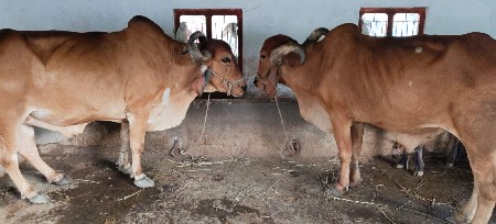 બળદ