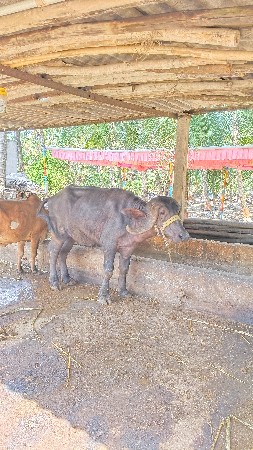 ખડેલી વેસવાનિ છે