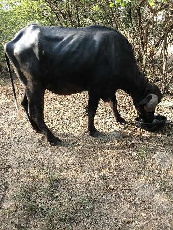 ભેંસ વેસ વા ની સે
