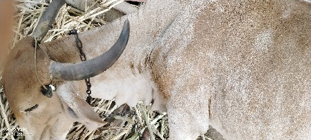 ગાય પંદર દિવસની કાચી