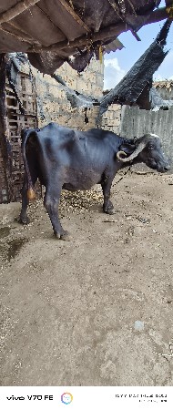 વેચવાની છે