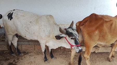 ગાય વેચવાની છે