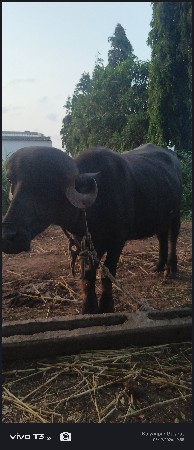 ભાવ 81500