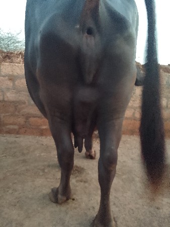 ભેંસ વેચવાની છે