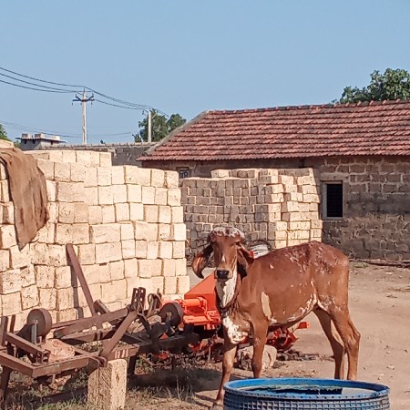 ગીર વાછડી વેચવાની છે...
