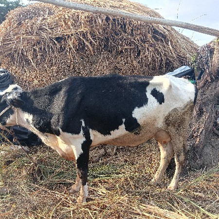 ગાય વેચવાની છે