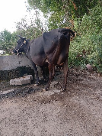 ગાય વેસવાની છે