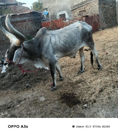 ફુલ જવાબદારી થી બળદ