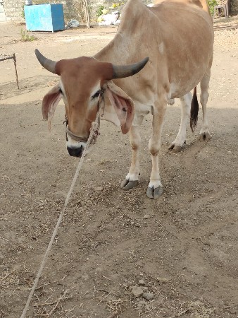 તન ધરના