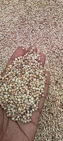 જુવાર નુ બી