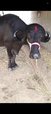 પેલુ વેતર ખડેલી એ વન