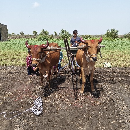 ગોંડલ બીજી ધરના છે