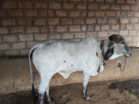 આ ગાય વેસવાણી શે