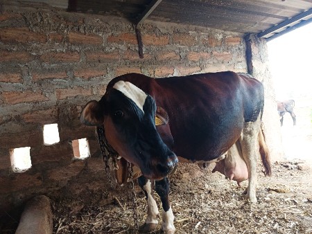 ગાય વેચવાની છે