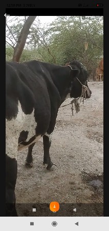 જરશી