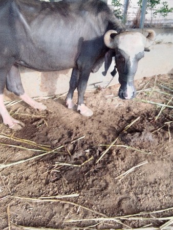 ૧ભેંસ.  2 ખડેલા. વેચવાના છે