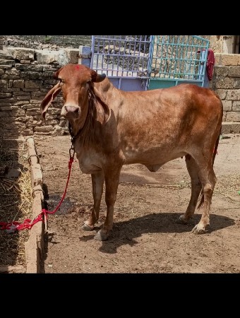 સૂવર્ણ કપીલા ગીર હૉડકી