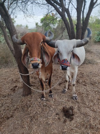 બરડ વેચવાના છે