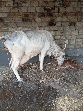 ગાય વેચવાની છે