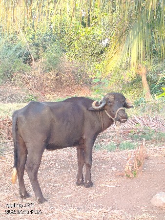 એક 8 મહીનાની બીજી 2 વર્ષ ની