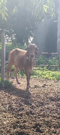 ગીર વોડકી વેચવાની છે