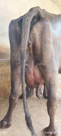 ભેંસ વેચવાની છે