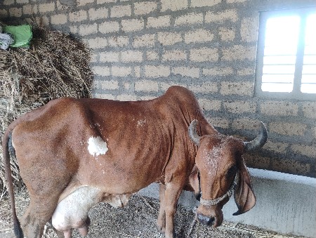 ગાય વેચવાની છે