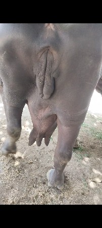 ભેંસ વેચવાની છે