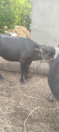પાડી વેચવાની છે