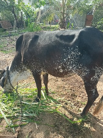 ગાય વેસવાની છે.