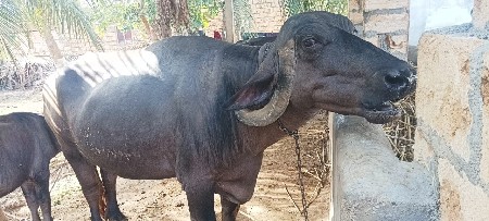 ભેંસ