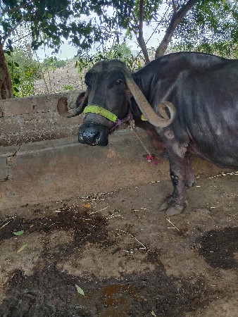 bhash vacvani