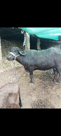 ભેંસ વેચવાની છે