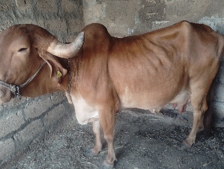 સોન કપિલ ગાય વેચવાની છે