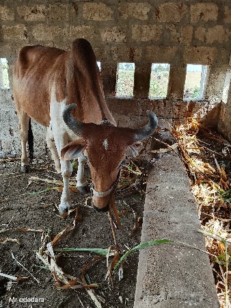 ગોધલો