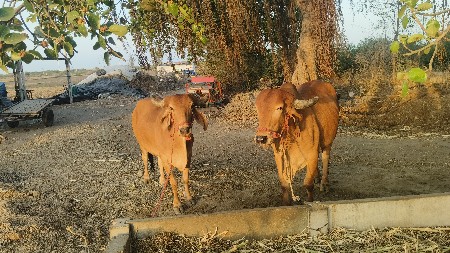 પેલી વાવણી આવી 6 દાંતે વેચવાના