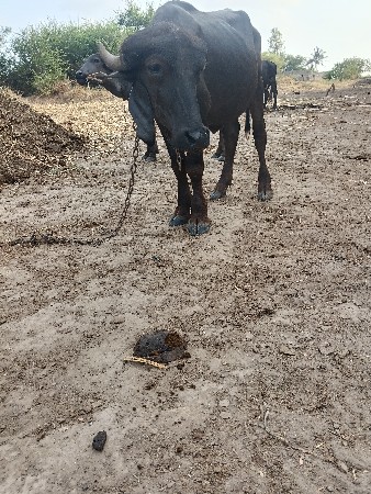 પાડો વેશવાનોછે