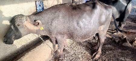 ભેંસ વેચવાની છે